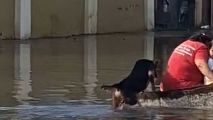 Video de un héroe de cuatro patas: perrito arrastra lancha tras las terribles inundaciones