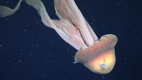 Captan asombrosa medusa fantasma gigante