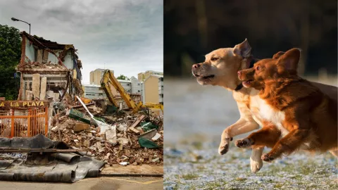 Mascotas detectan sismos