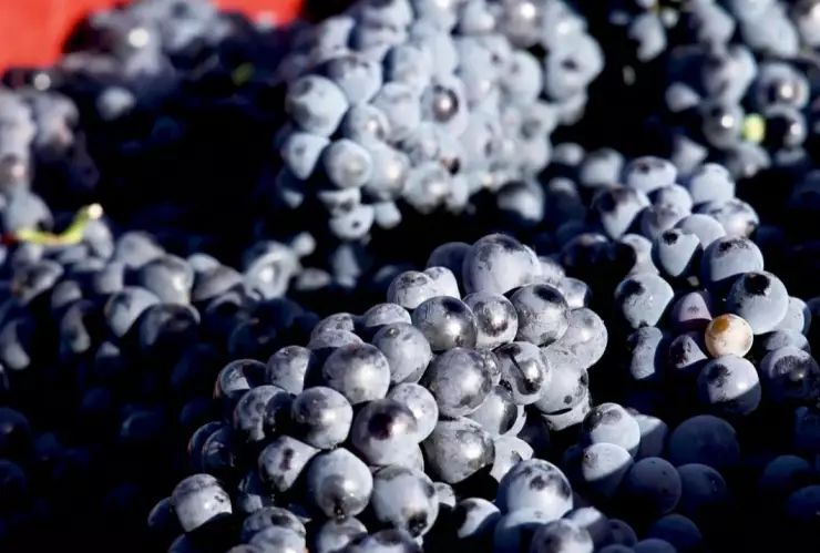 Clima extremo modifica cosecha de uva de Champagne en Francia.
