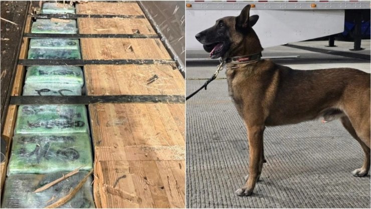 Perro detecta cargamento de droga oculto en camión en Tijuana.