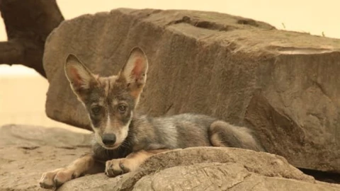 Nace camada de lobo gris mexicano en Tamaulipas