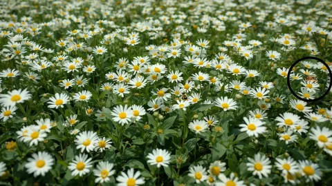 respuesta acertijo visual abeja margartias