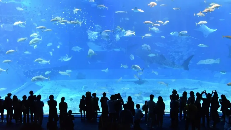Hombre pierde la vida tras caer a un estanque de lobos marinos en zoológico de la CDMX