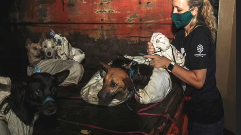 Rescatan a 52 perritos en Indonesia