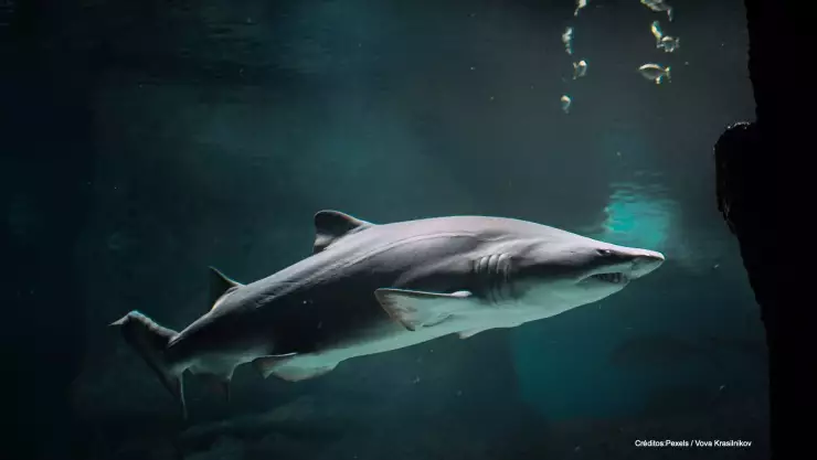 ataques tiburón covid-19.jpg