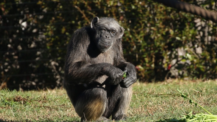 judy-chimpance-europa