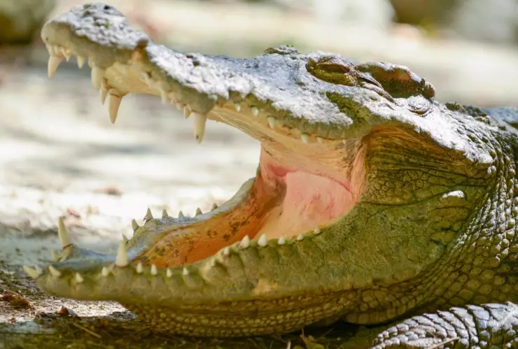 Video del cocodrilo que mata adolescente