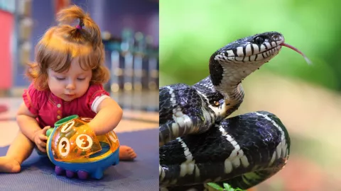 Niña mata a serpiente de una mordida