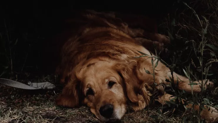 Perro Golden