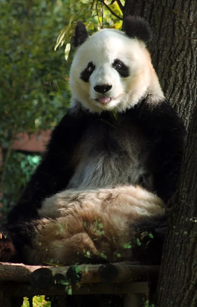 PANDA 1