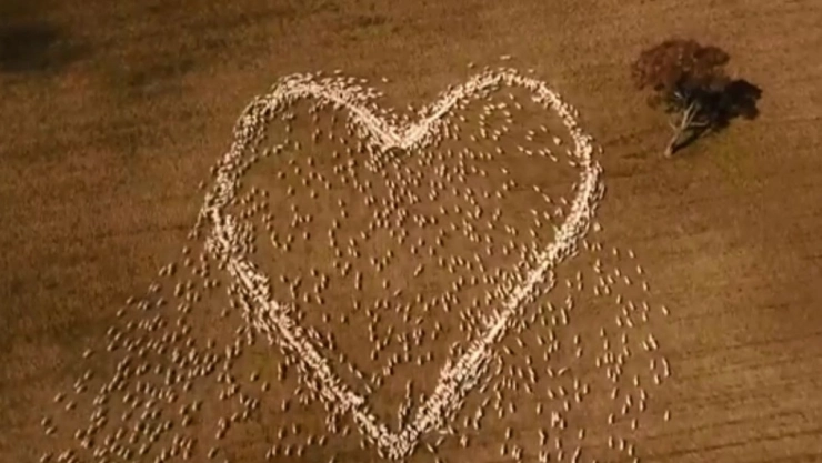 pastor-corazon-ovejas