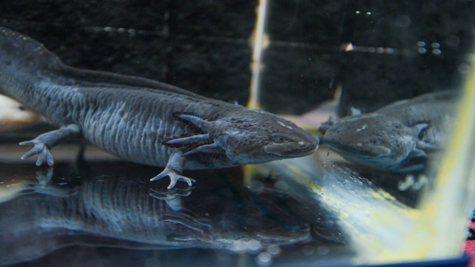 axolote cuartoscuro.jpg
