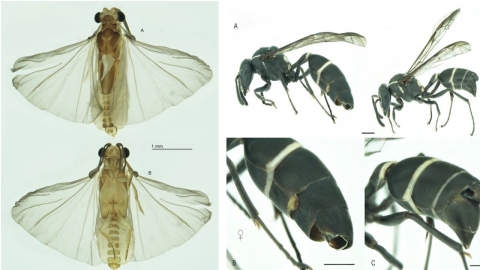 Insecto parásito usa de huésped a la Polybia Plebeja