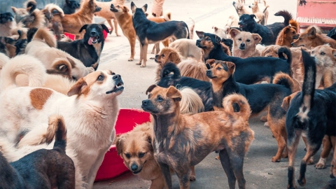 adultos-mayores-llenan-vacíos-rescatando-animales