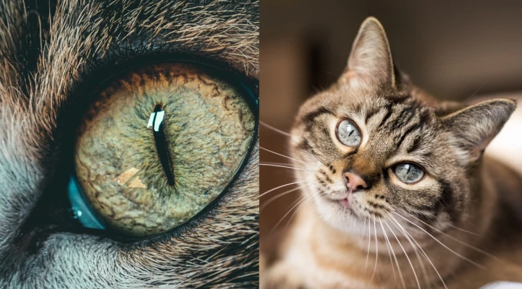 /mascotas/veterinarios-razon-gato-manchas-negras-ojos
