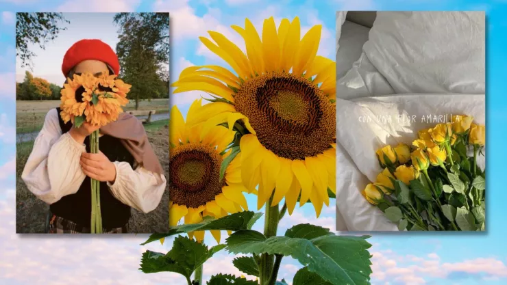 Flores amarillas: ¿por qué se regalan?