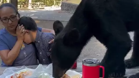 Así reaccionó una familia al avistamiento de oso negro en un parque de Nuevo León.