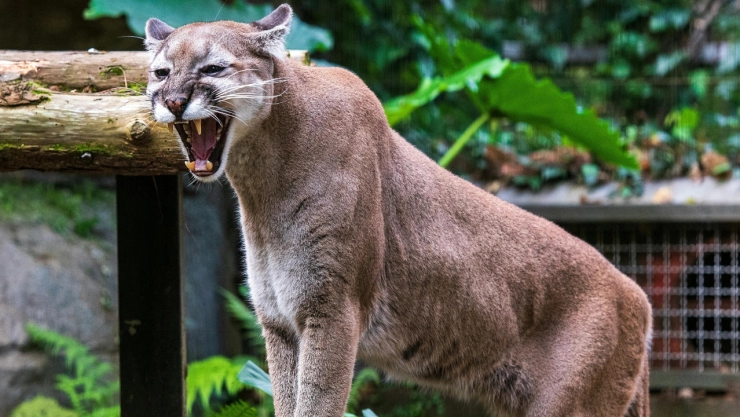 Puma invade fraccionamiento en la Zona Metropolitana de Guadalajara y causa terror|VIDEO