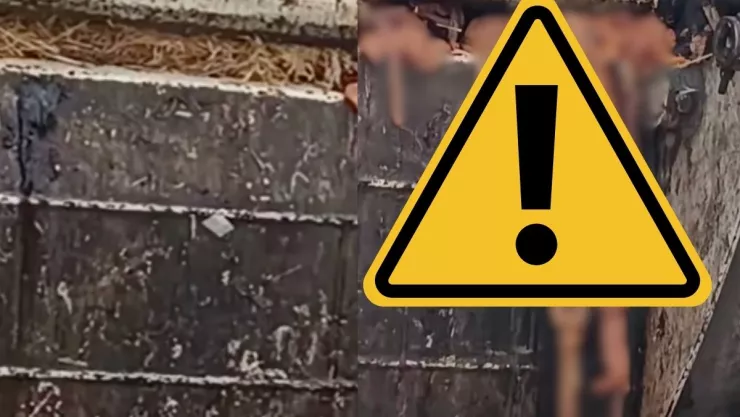 Intestinos en Veracruz