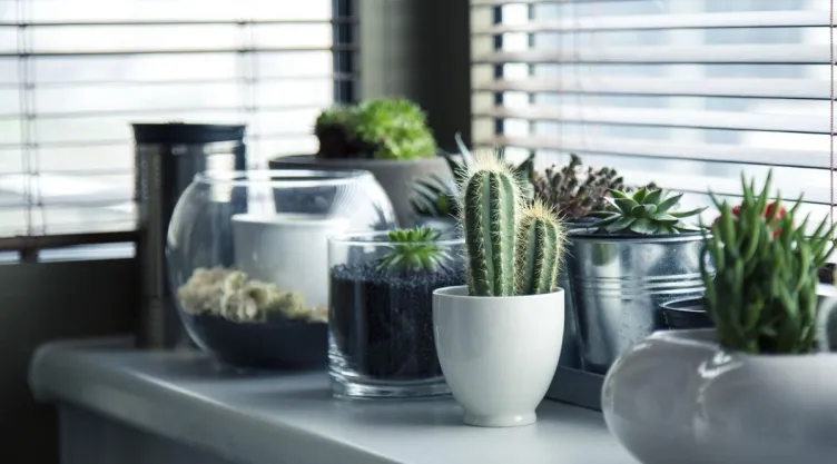 /estilo-de-vida/3-plantas-atraer-abundancia-hogar-feng-shui