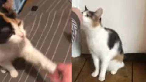 gatita sorda lengua de señas