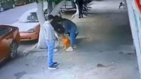 Abandonan a perrita horas después de adoptarla y la dejan amarrada frente a una veterinaria