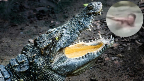 5 feroces y angustiantes ataques de cocodrilos marcaron el 2024 en Tabasco