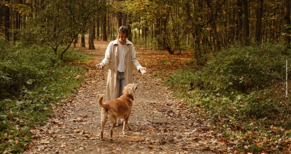 Beneficios de pasear a tu perro, tanto para tu mascota como para ti.jpg