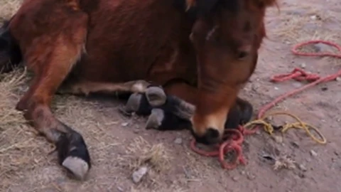 rescatan a caballo golpeado en Coronango