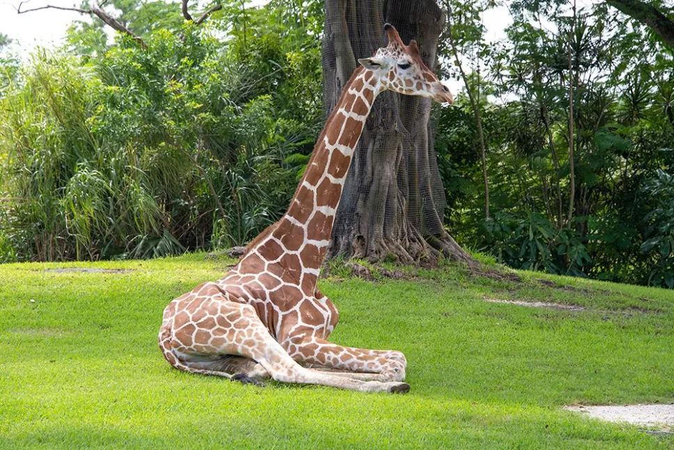 “Pongo”, una jirafa macho que por ser la más alta de la manada figuraba entre las principales atracciones del Zoológico de Miami, Estados Unidos, fue sacrificada tras fracturarse dos patas.
