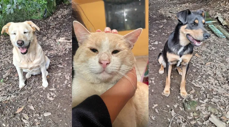 Fiscalía lanza una agencia para proteger a los animales en la CDMX
