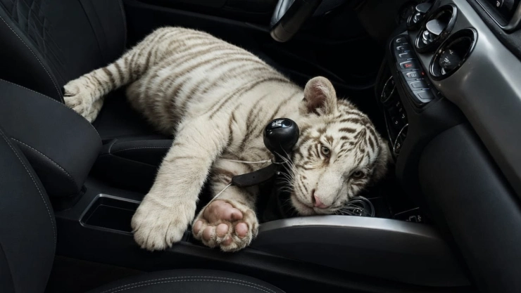 Rescatan a cachorro de tigre blanco