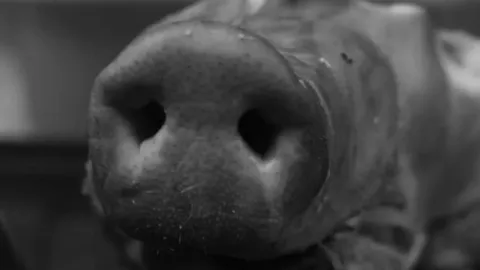 Aparecen cabezas de cerdos frente a mezquitas en Paris, Francia: ¿qué se sabe del hallazgo?