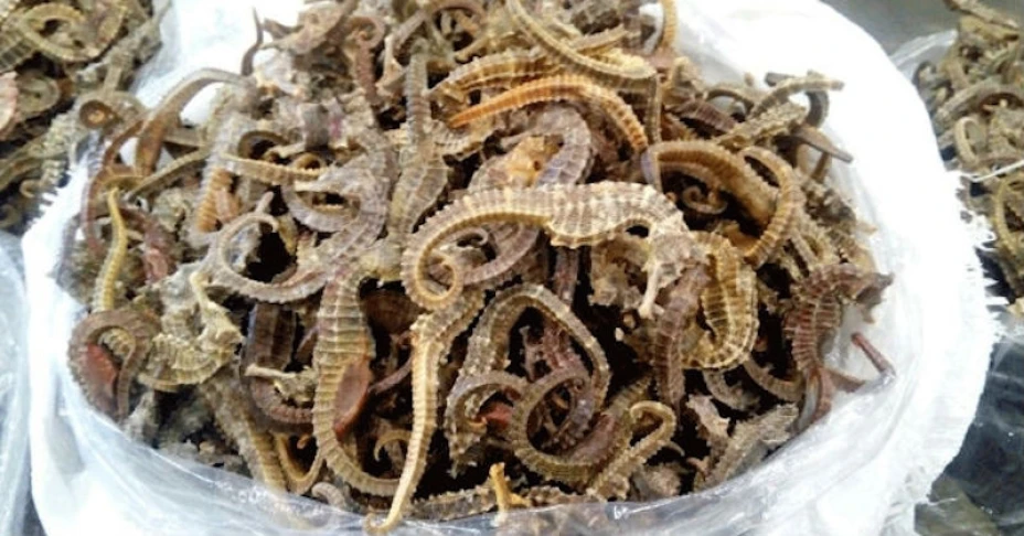 Caballitos de mar