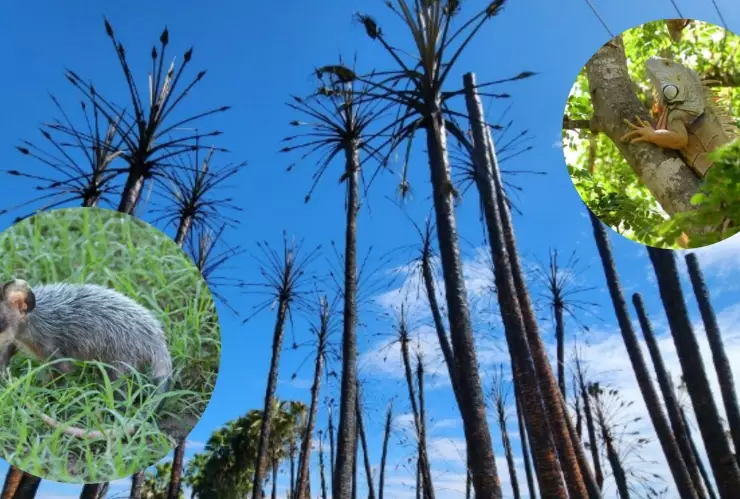 Incendio en Los Mochis afectó también a los animales