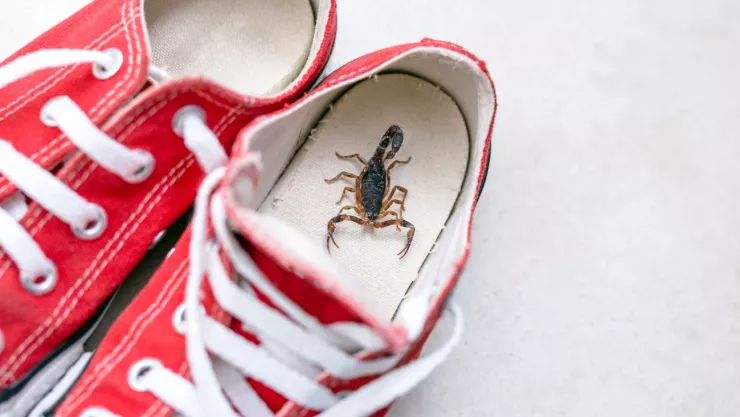 Donde hacen nido los alacranes