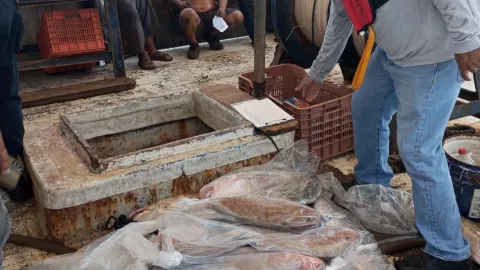 Cuatro pescadores fueron sorprendidos en Chelem con 100 kg de mero; está en etapa de veda