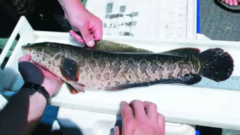 Alarman por pez cabeza de serpiente en Estados Unidos; respira aire y se desplaza en tierra