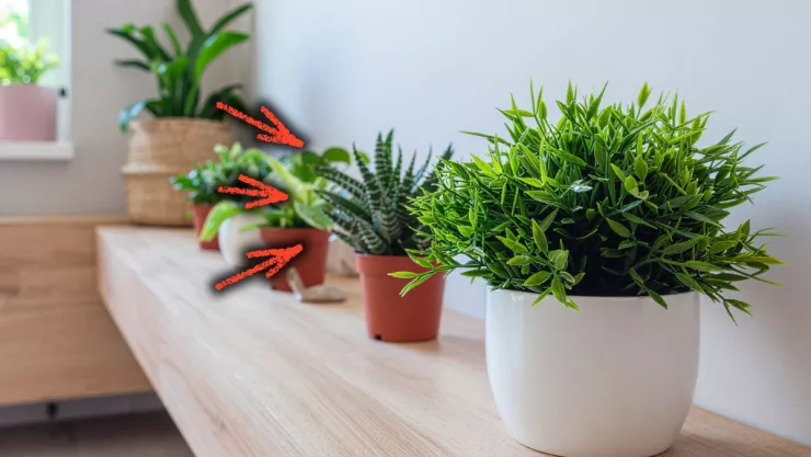 /estilo-de-vida/ubicar-suculentas-buena-energia-feng-shui