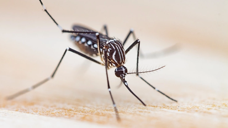 Los cuatro colores que los mosquitos aman y por los que te persiguen