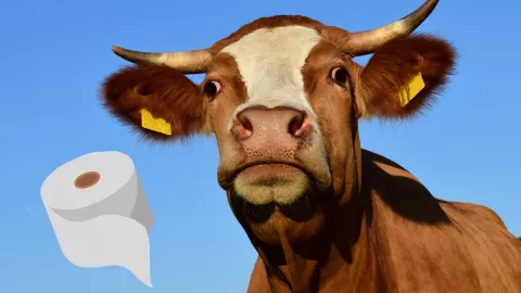 Vacas, letrinas, contaminación, amoniaco a.jpg