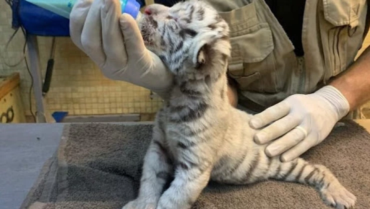 Interpol detuvo a 699 personas por tráfico de especies y delitos ambientales