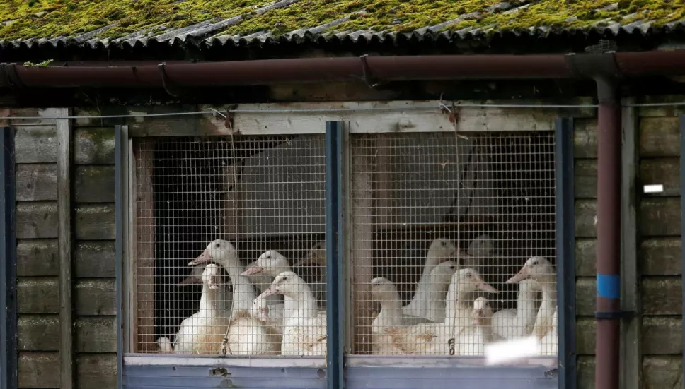 OMS confirma muerte por gripe aviar en China