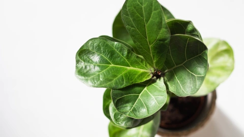 Ficus Lyrata planta