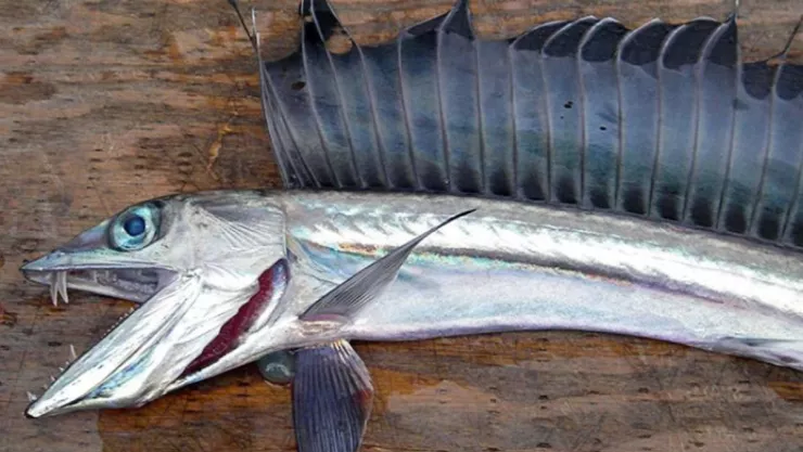VIDEO Extraña aparición de peces caníbales en playas de EU