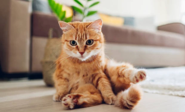 Razas de gatos naranjas.