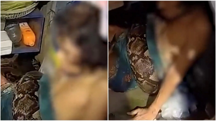 Rescatistas tardaron 30 minutos para liberar a la mujer que casi muere estrangulada por una pitón.