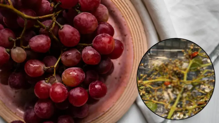 ¡Qué orgánico! Joven compra uvas en el super y se lleva TREMENDA sorpresa; tenían catarinas