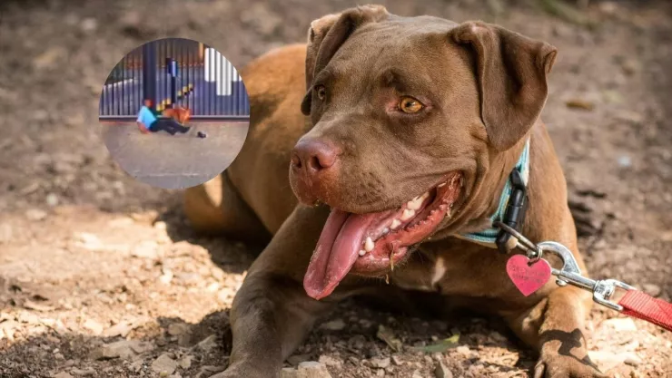 perro-pitbull-brasil-video